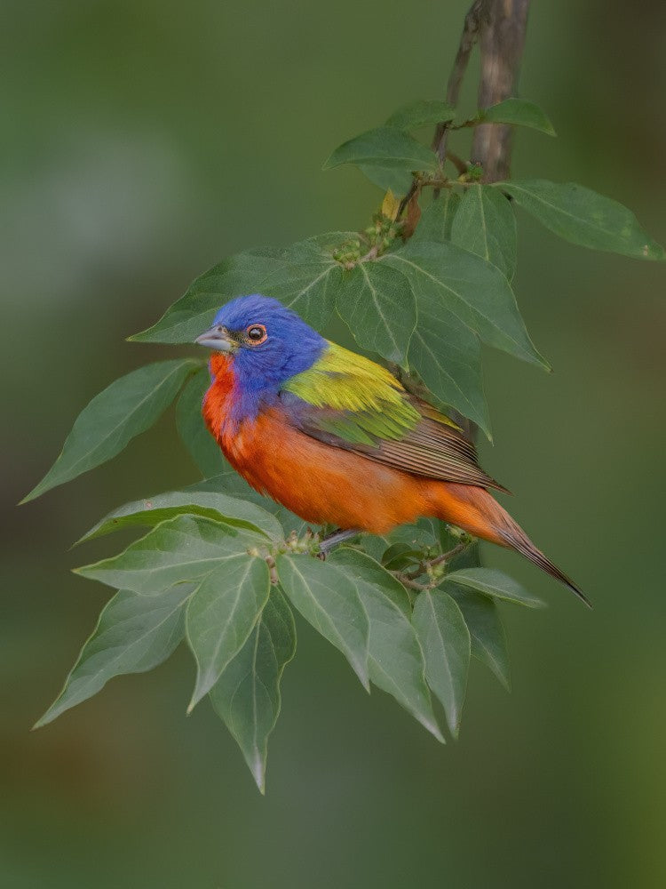 Painted bunting