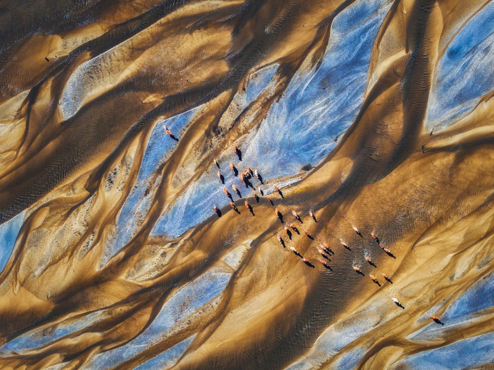 River Cattle Herding Map