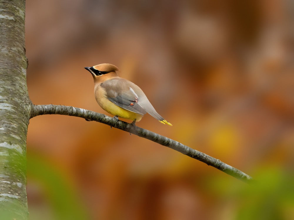 Cedar waxwing