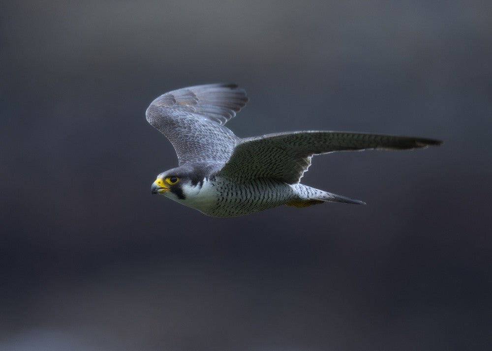 Peregrine Falcon