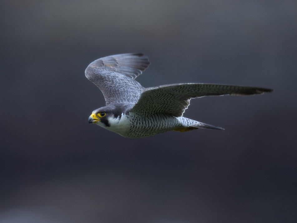Peregrine Falcon