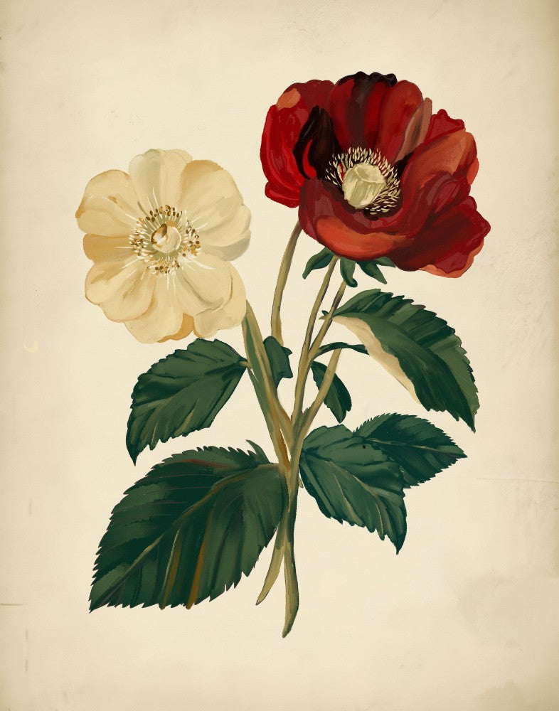 18th century botanical illustration