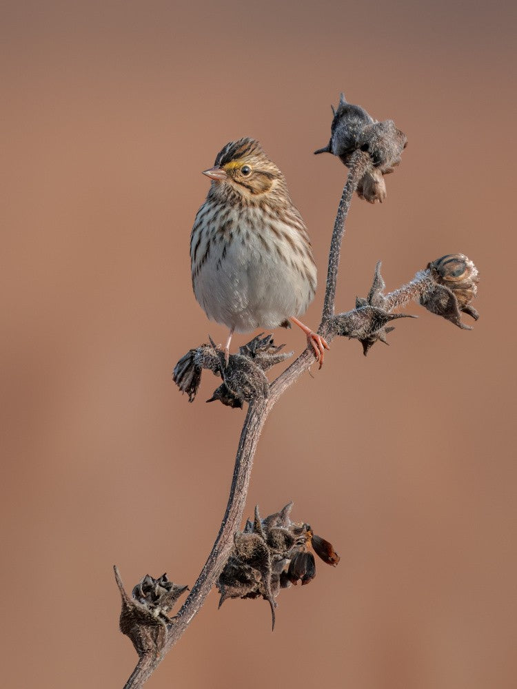 Savannah sparrow
