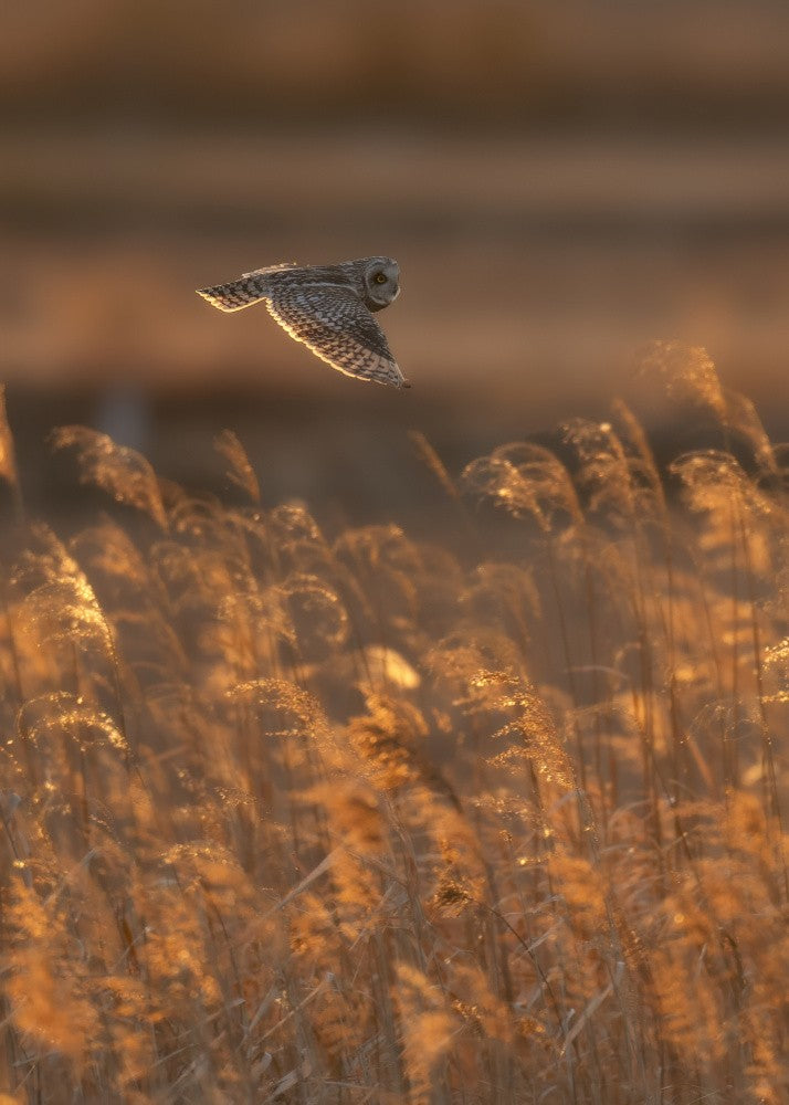 Short-eared Owl