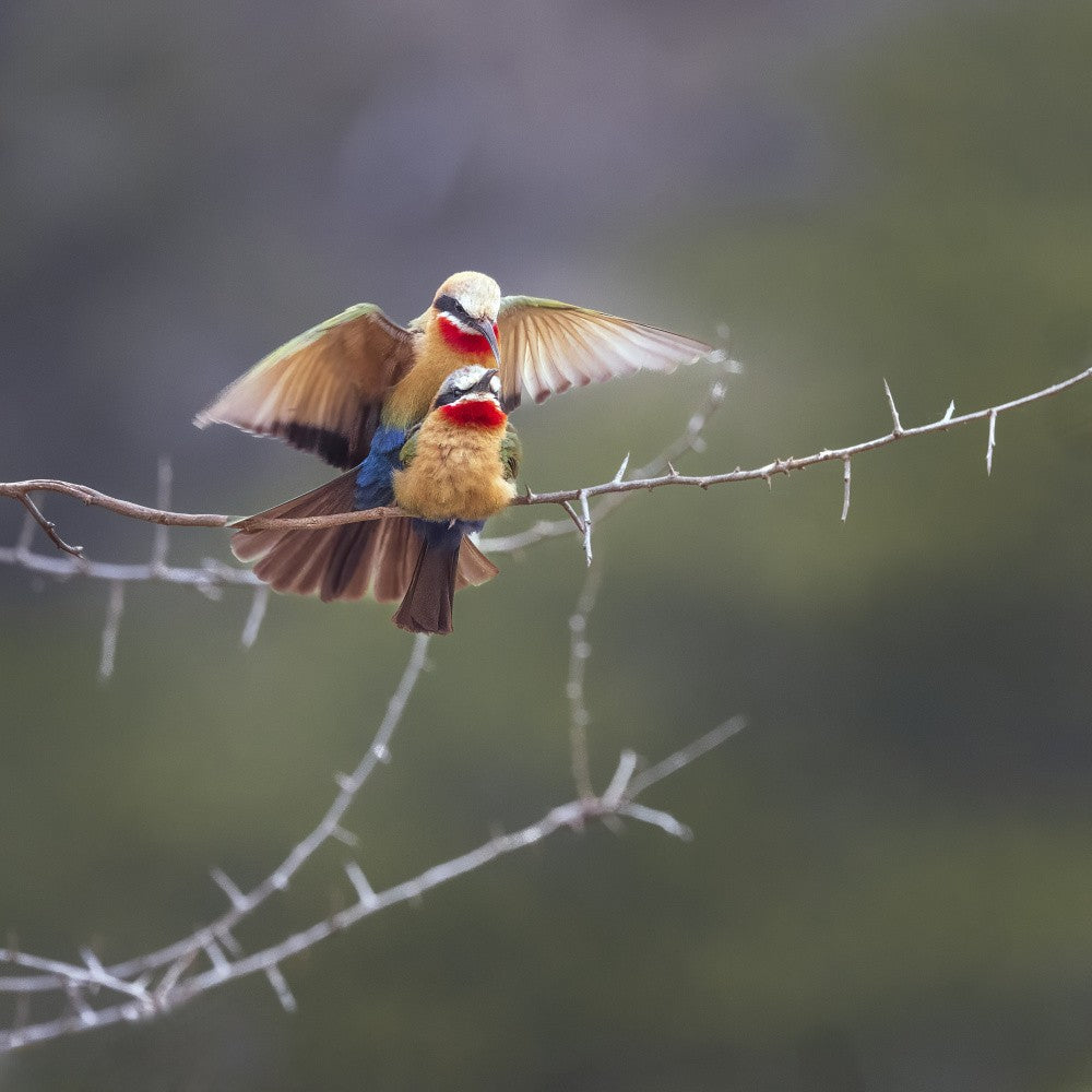 White-fronted bee-eaters