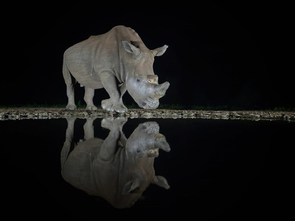 RHINO MEETS ITS OWN REFLECTION
