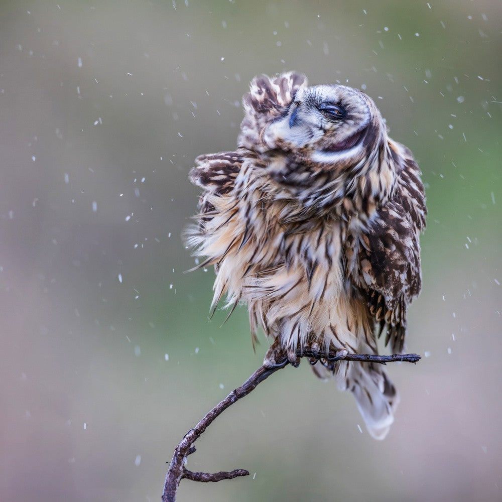 short-eared owl