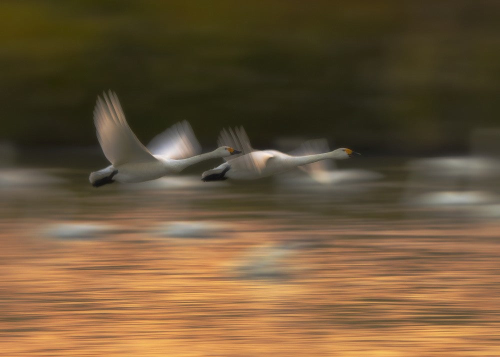 Tundra Swan