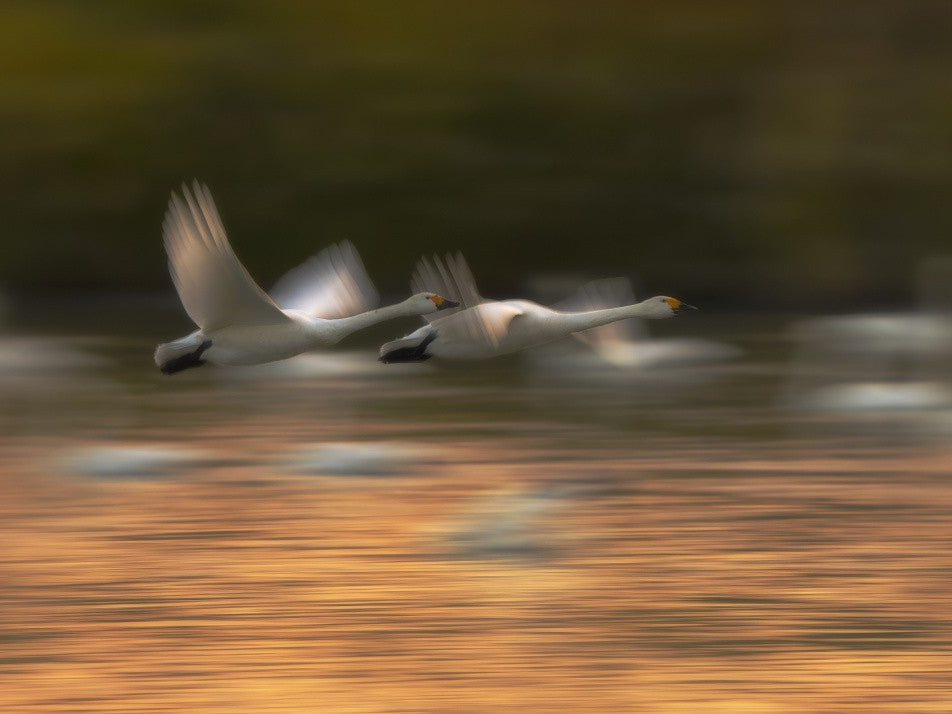 Tundra Swan