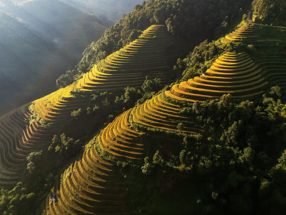 Rice terrace in Vietnam