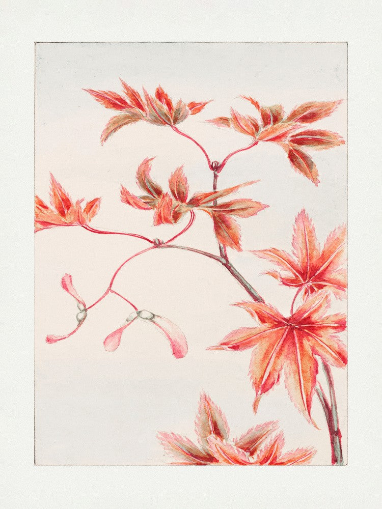 Branche d'érable Momiji avec des feuilles et des graines Pendant 1870–1880