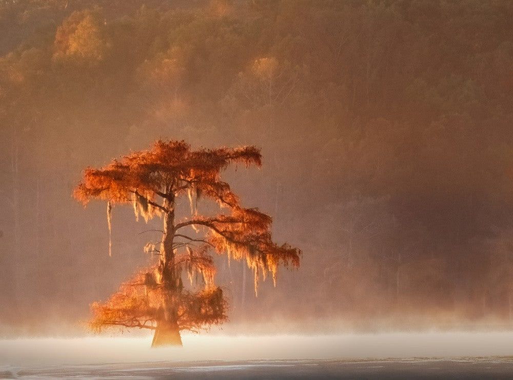 Golden Cypress Tree
