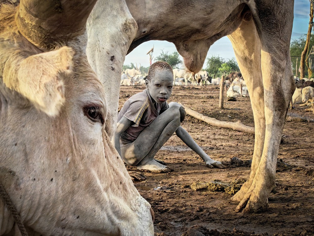 Mundari cow frame