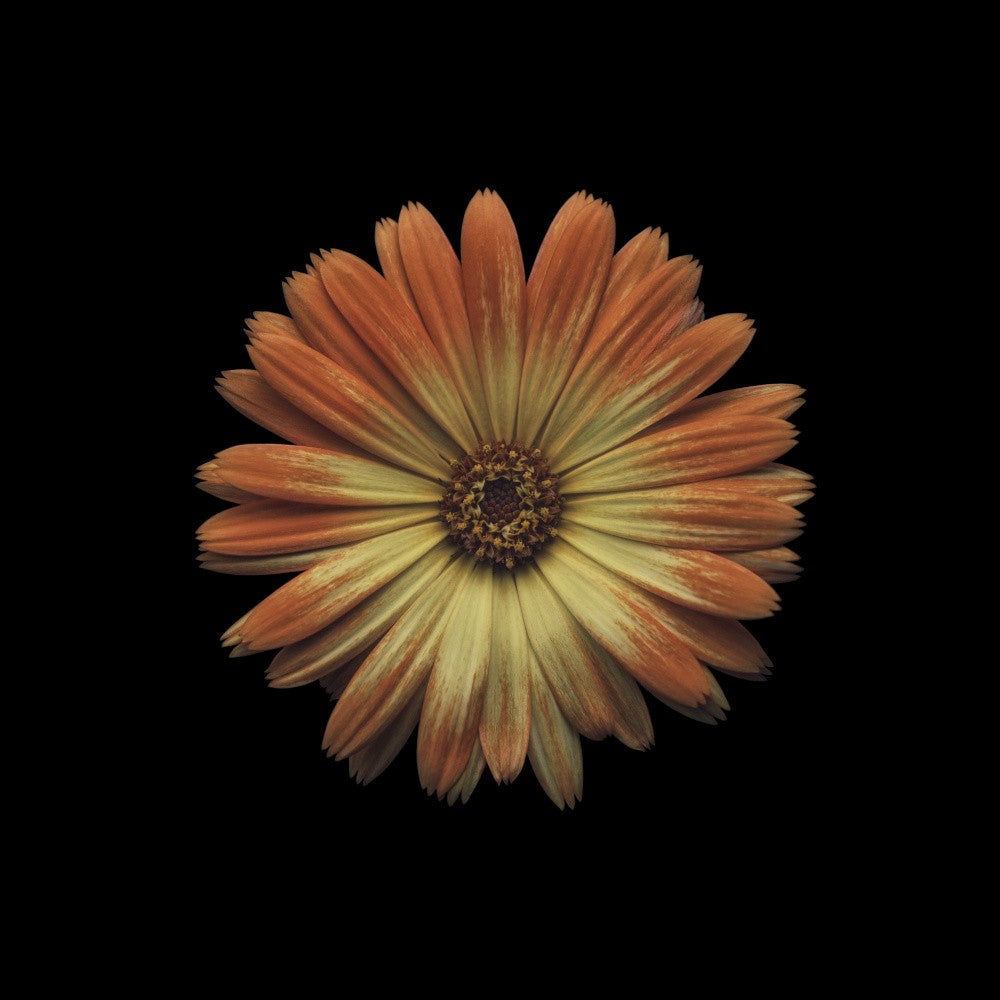 Last flower of the garden