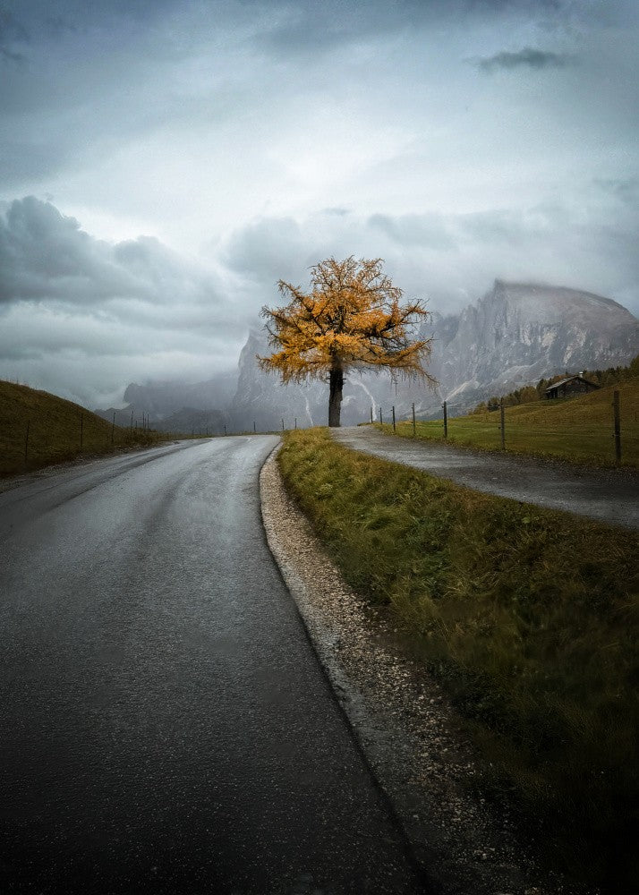 The Tree On The Roadside