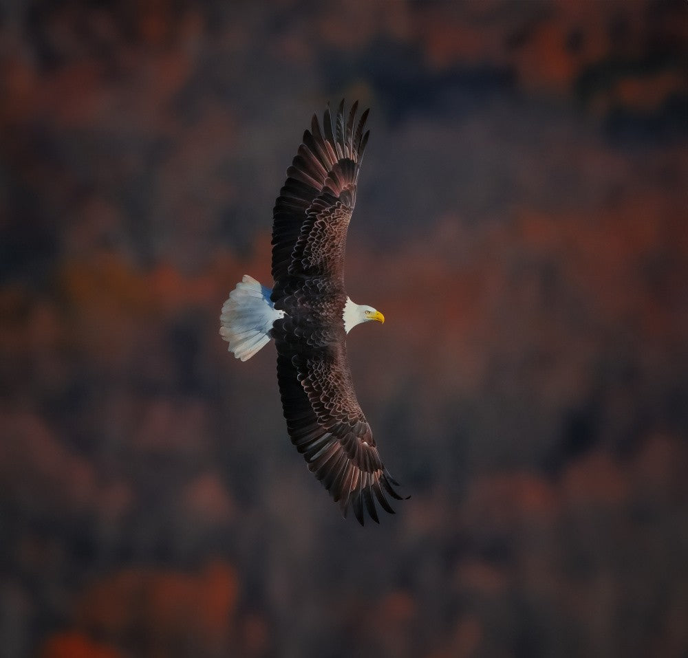 Bald Eagle