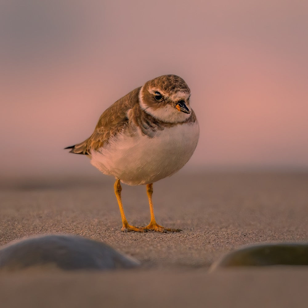 Semipalmated Plover