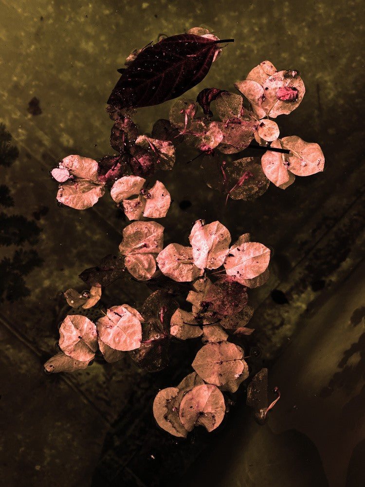 Herbstliche Reflexion