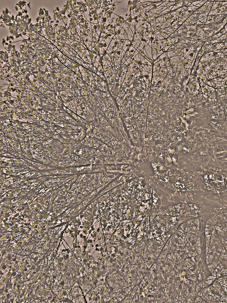 Whispering Canopy
