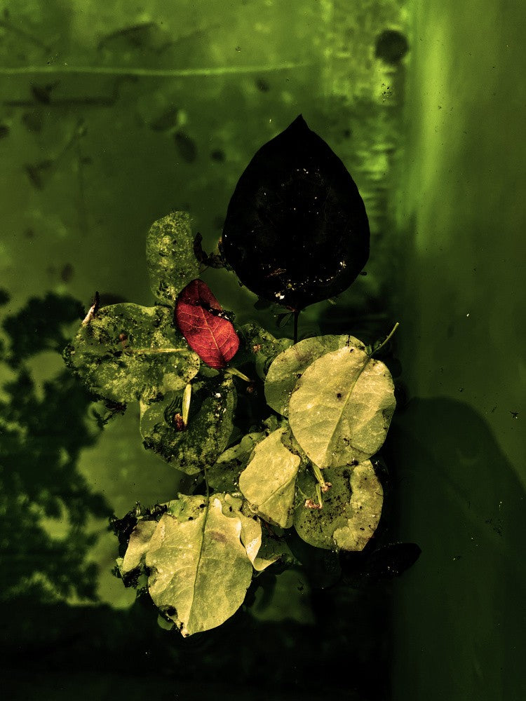 Floating Leaves
