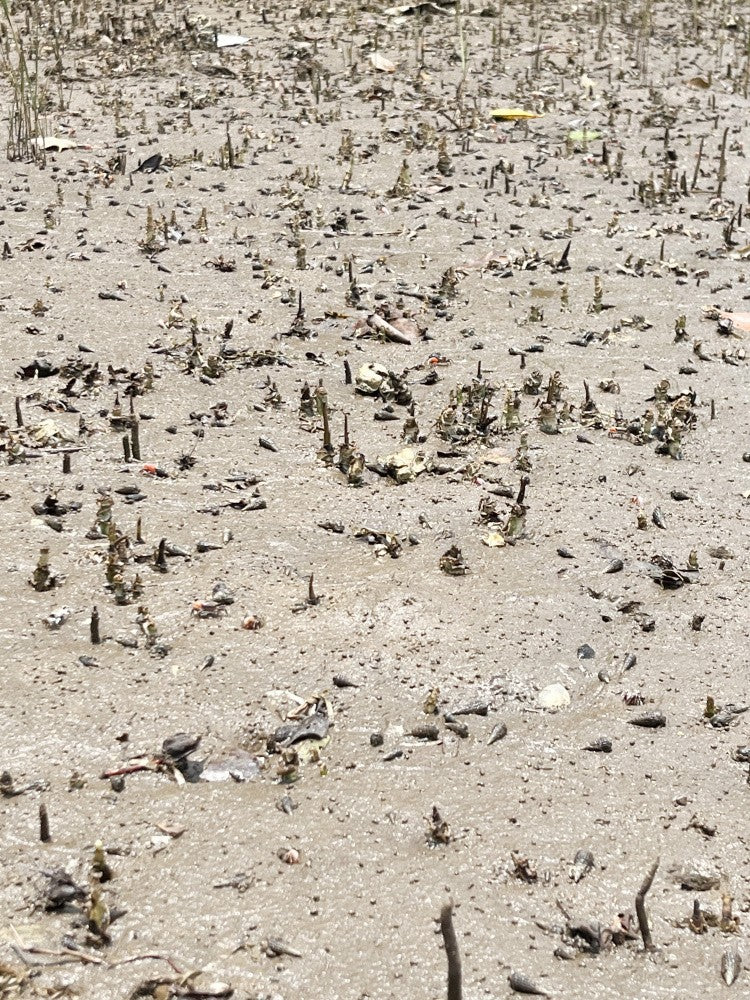 Nature's Tiny Forest