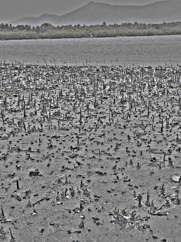 Silent Mangroves