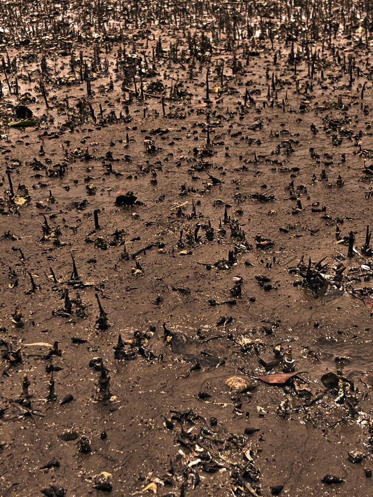 Marshland Patterns