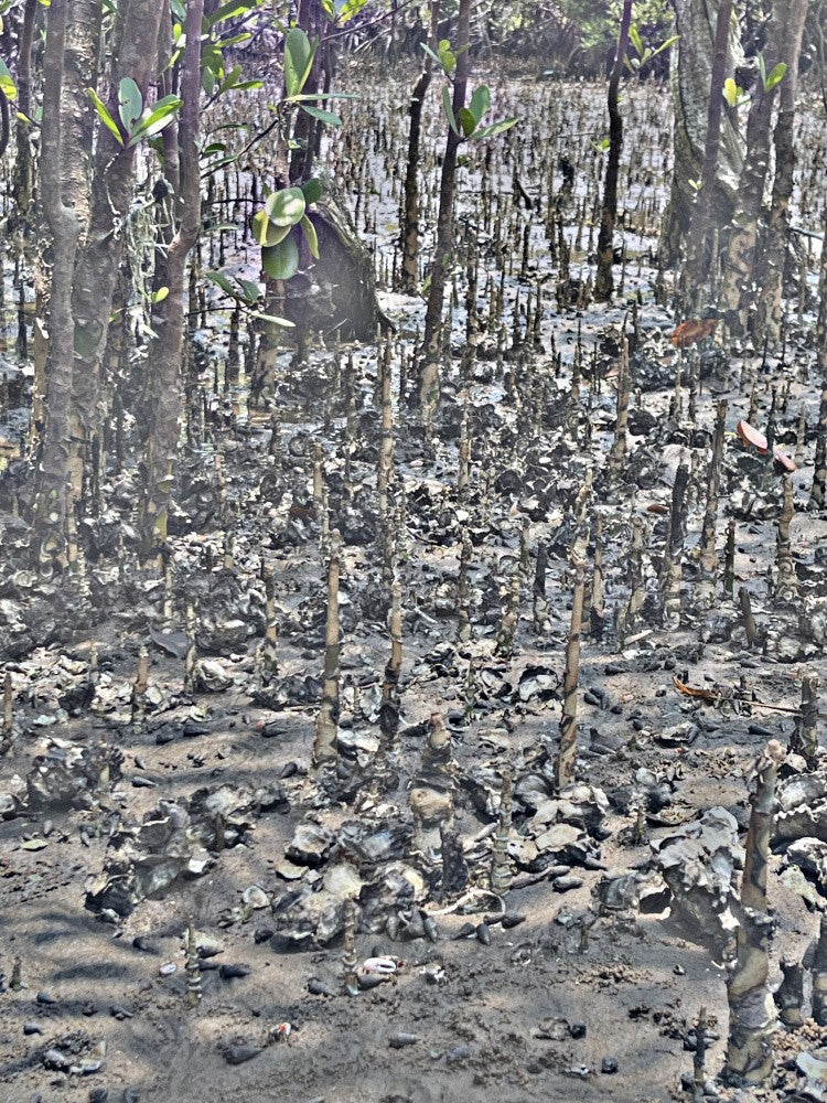 Mangrove Mystique