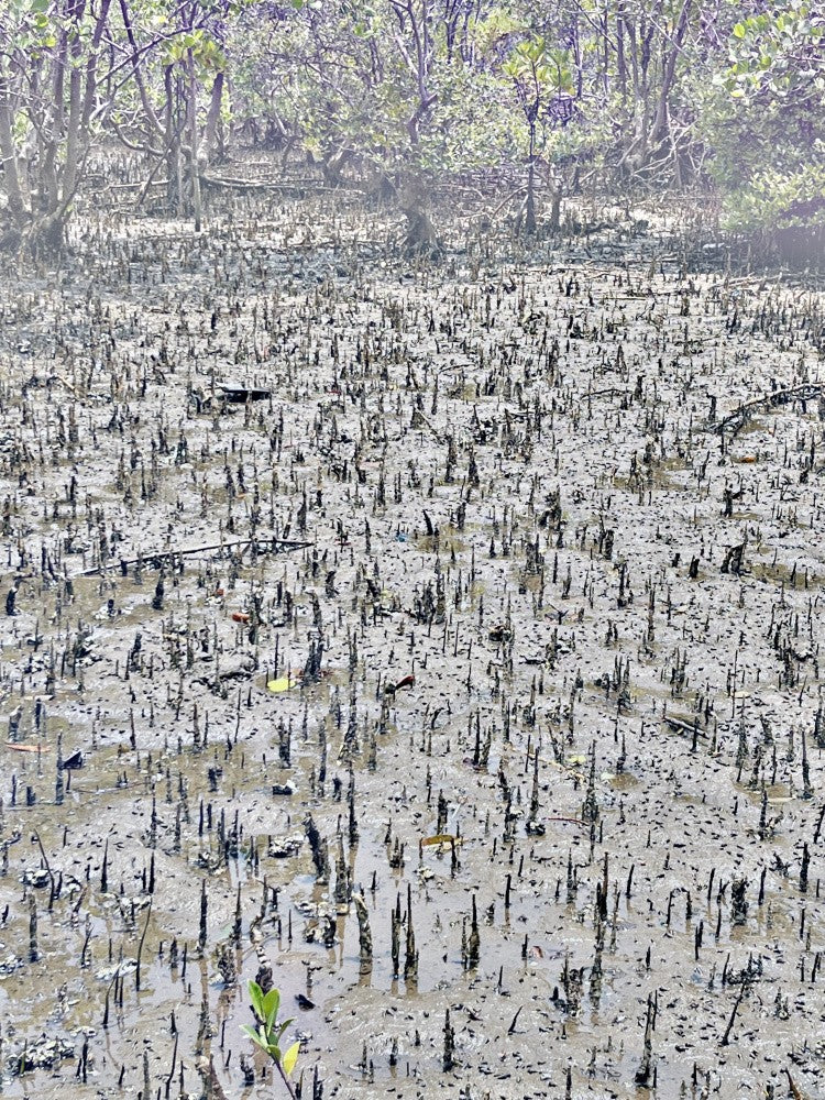 Mangrove Serenity