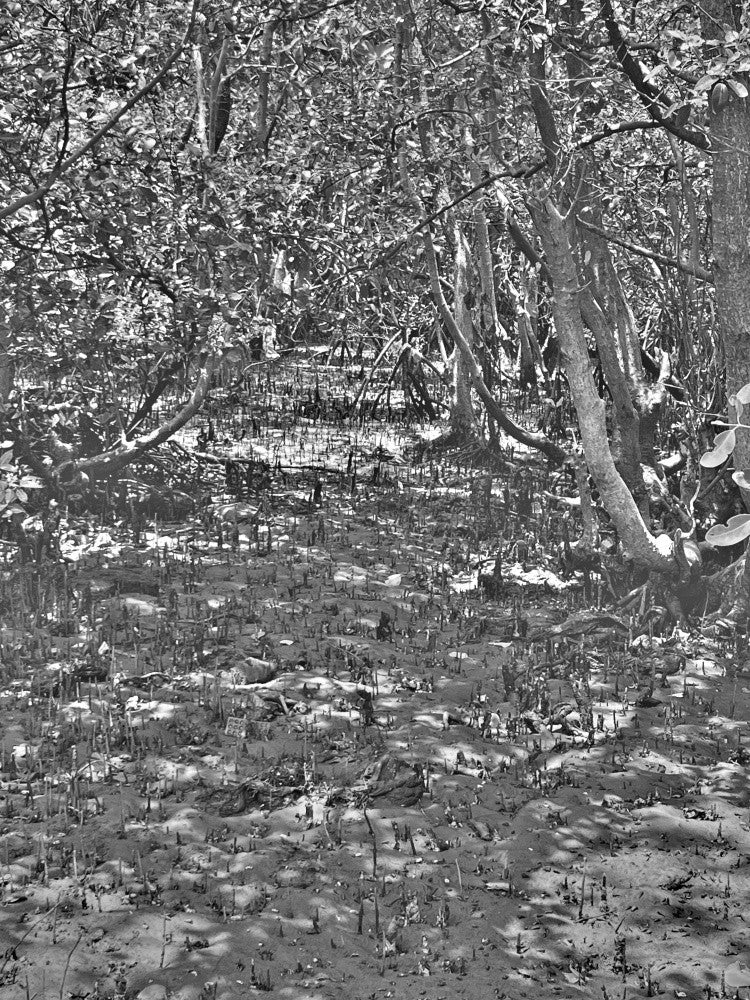 Mystical Mangroves
