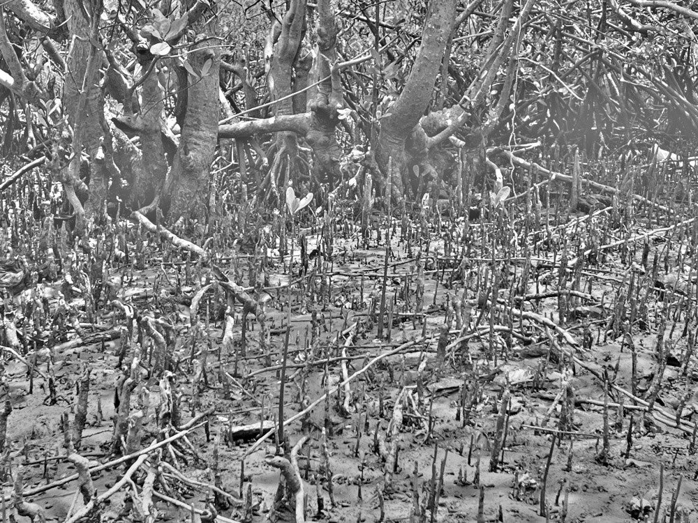 Mangrove Whispers