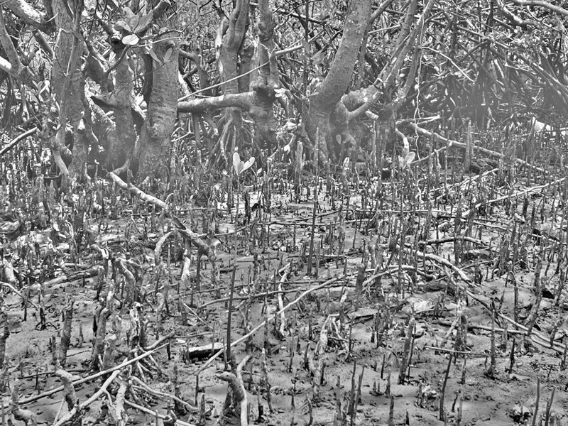 Mangrove Whispers