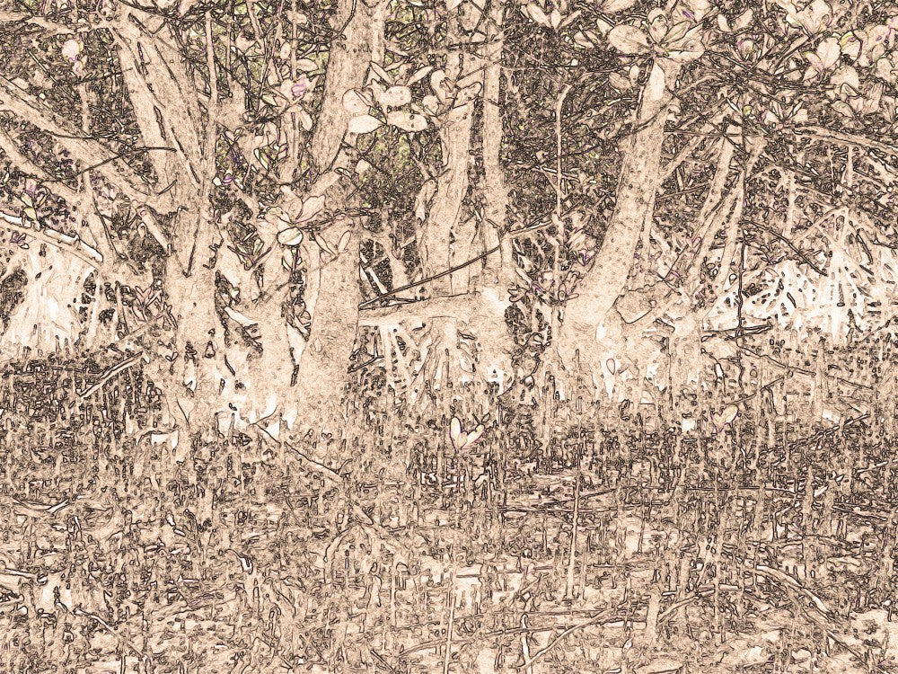 Enchanted Grove