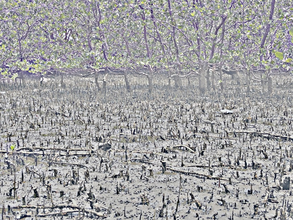 Mystical Mangroves