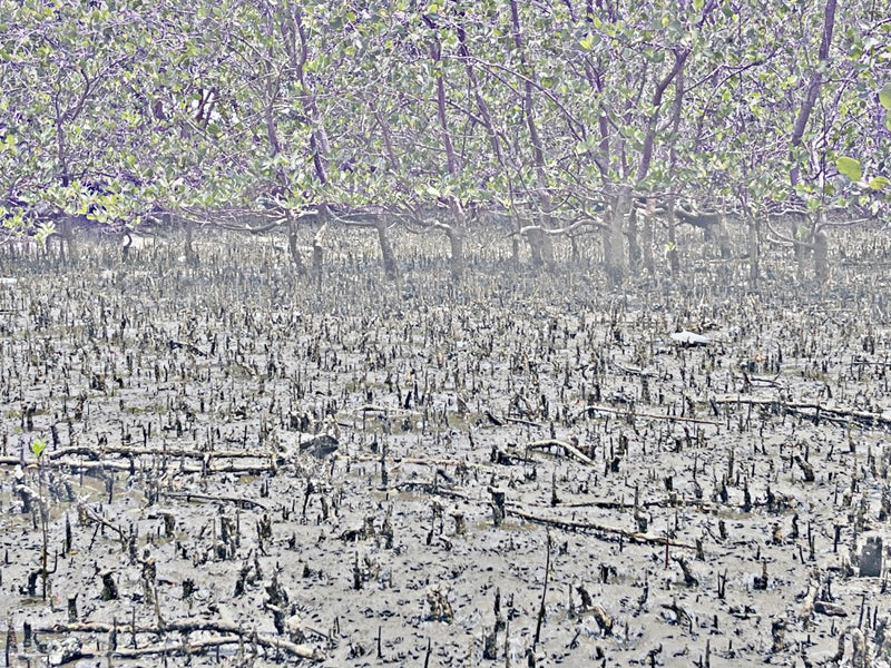 Mystical Mangroves