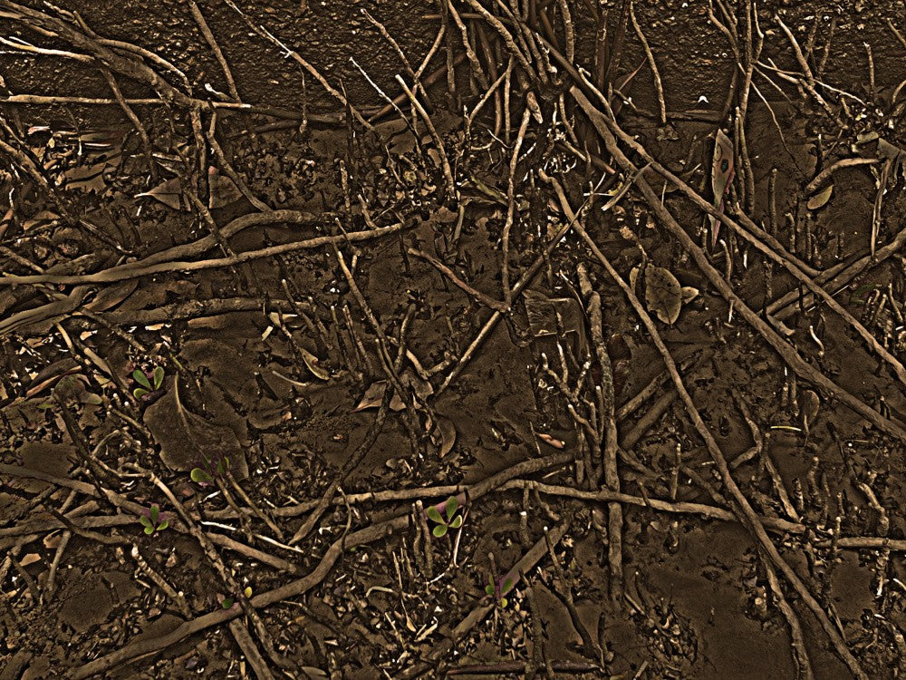 Entwined Roots