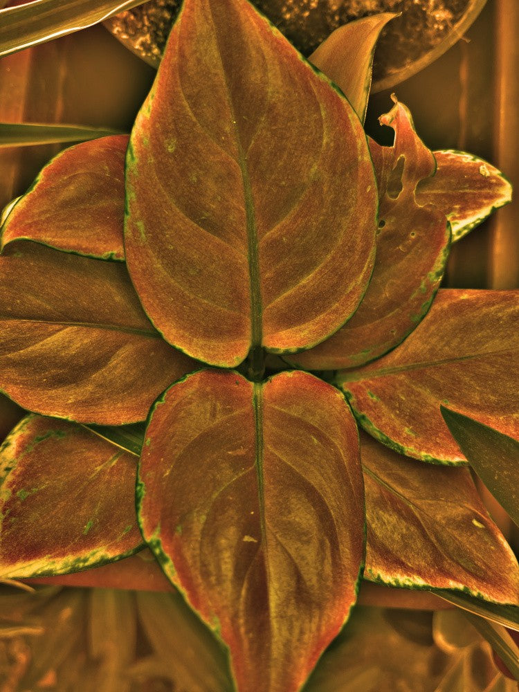 Golden Leaf Embrace