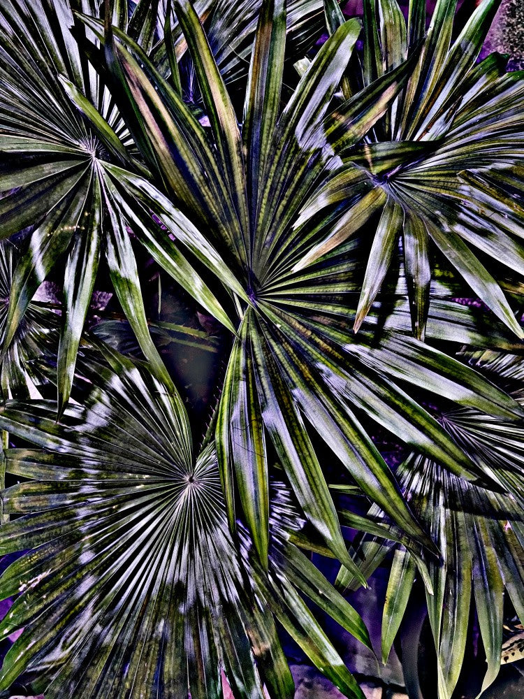 Fractal Foliage
