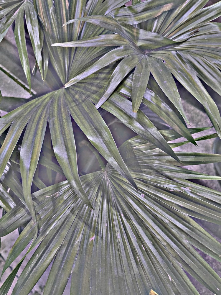 Verdant Palm Elegance