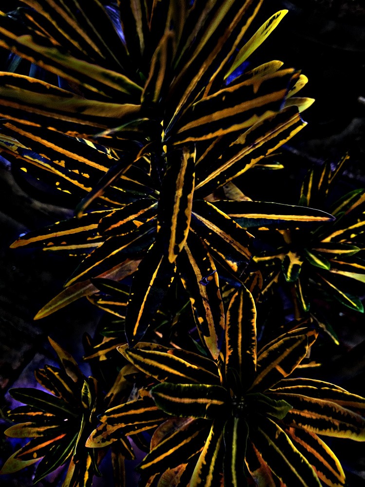 Neon Foliage Glow