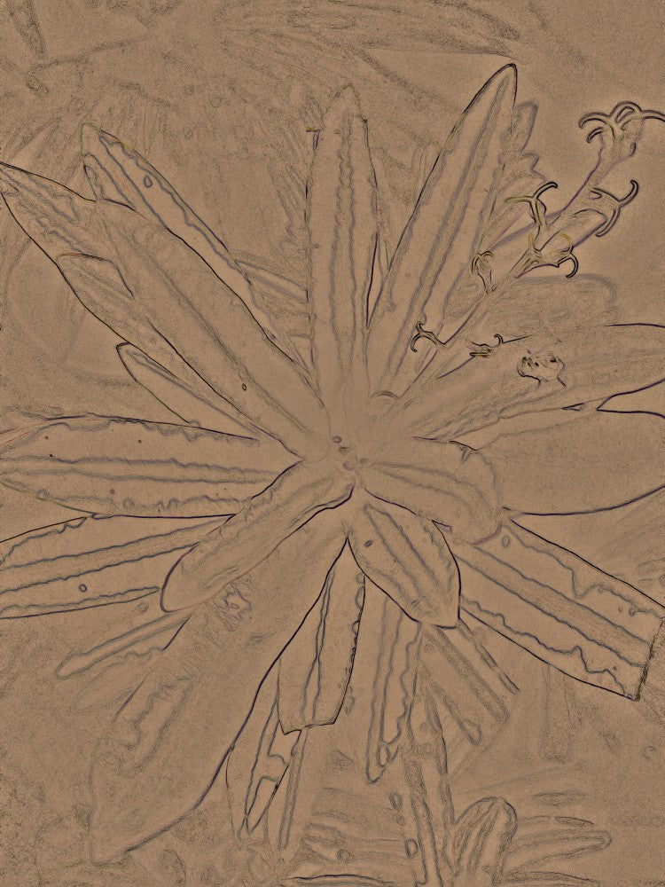 Desert Flora Essence