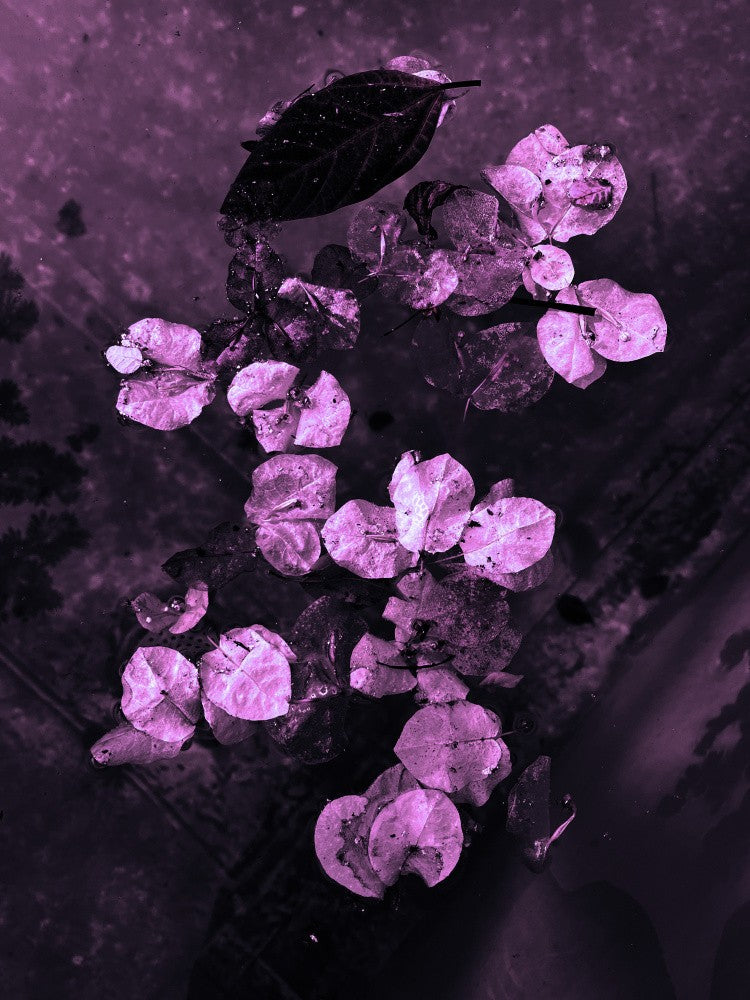 Purple Petal Dream