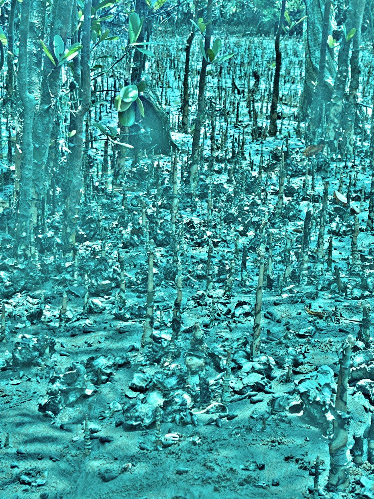 Mystical Mangroves