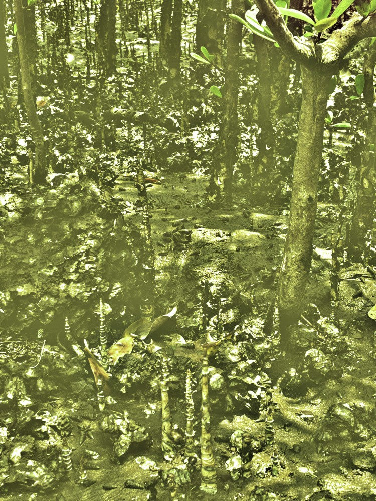 Mystical Mangroves