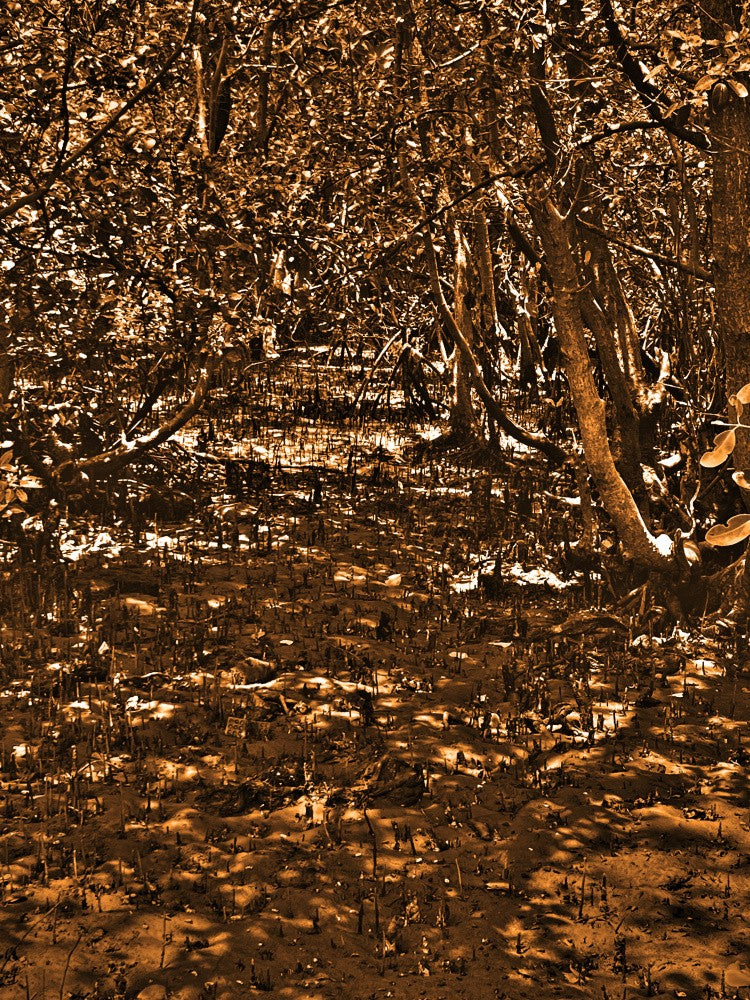 Enchanted Woods