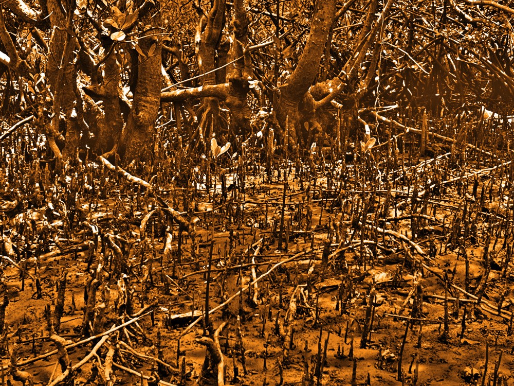 Mystical Mangrove Maze