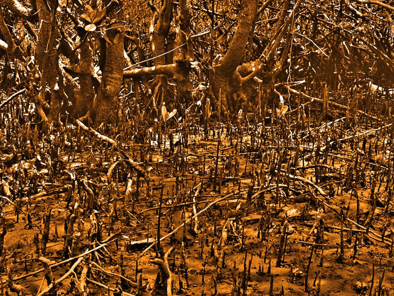 Mystical Mangrove Maze