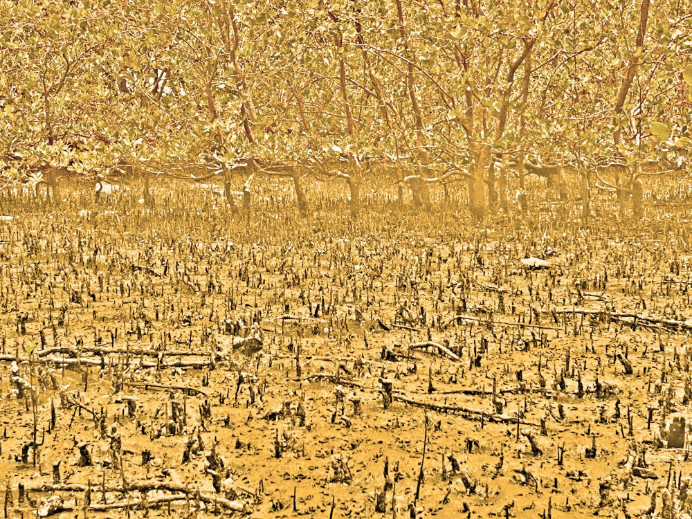 Goldene Mangrovenszene