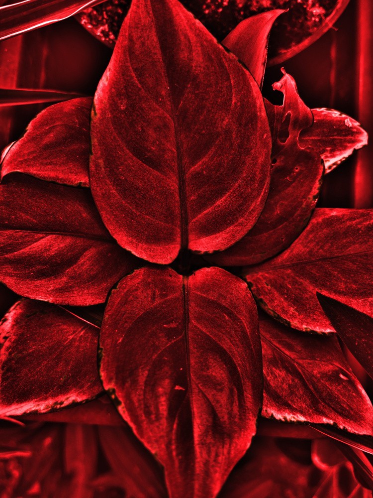 Crimson Leaves Bloom