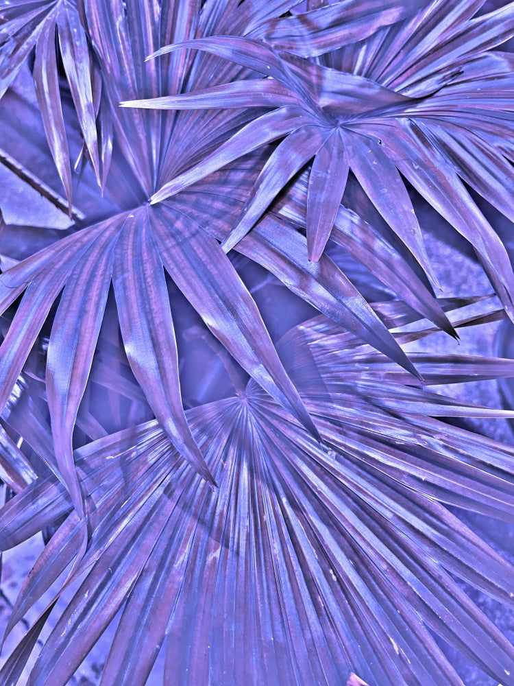 Violet Fronds